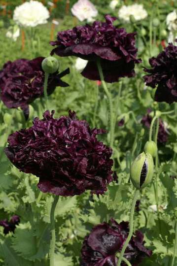 Papaver Black Peony Double Poppy Seeds - 1350 Flower Seed