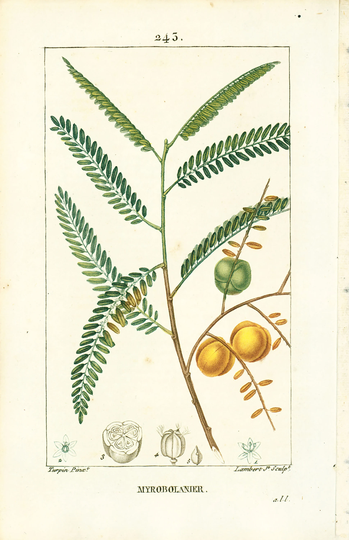 1814 Antique Emblic Myrobolan Print Ayurvedic Medicine Natural History Botanical Botany Wall Art Framing Home Decor