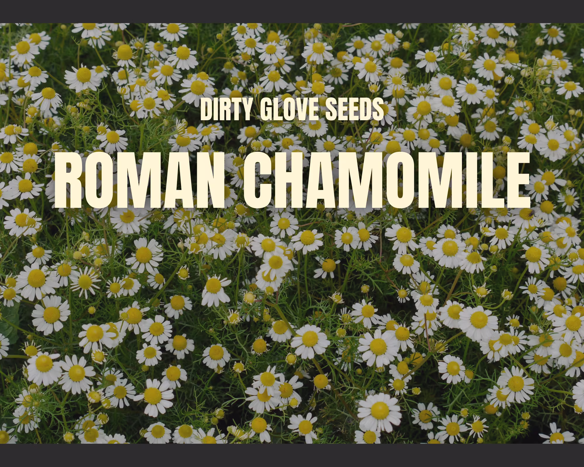 Chamomile, Roman 300+ Seeds Medicinal Herb Ground Cover | Anthemis Nobilis