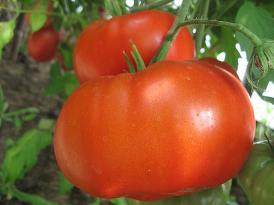 Tomato Seeds Monomach's Hat