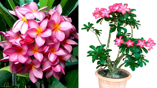 Red Frangipani | Plumeria Rubra | 5 Seeds Houseplant Fragance Same Day Dispatch