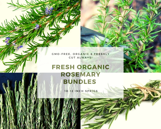 Fresh Organic Rosemary Bundle Sprigs Plant