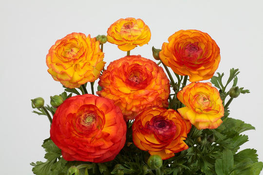 Ranunculus Seeds Bloomingdale Fire Bicolor 50 Thru 250 Pelleted