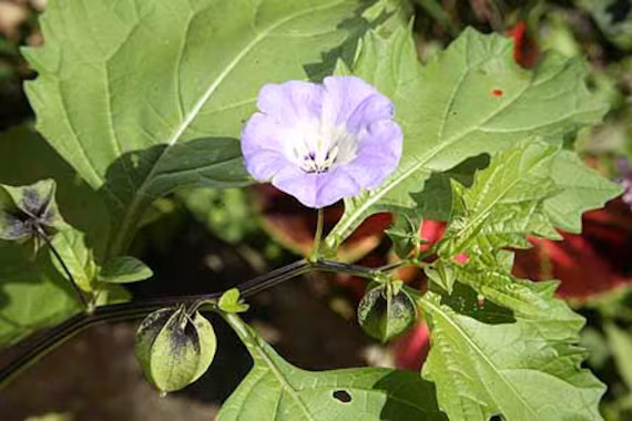 Shoo Fly Plant Seeds | Nicandra Physaloides Organic