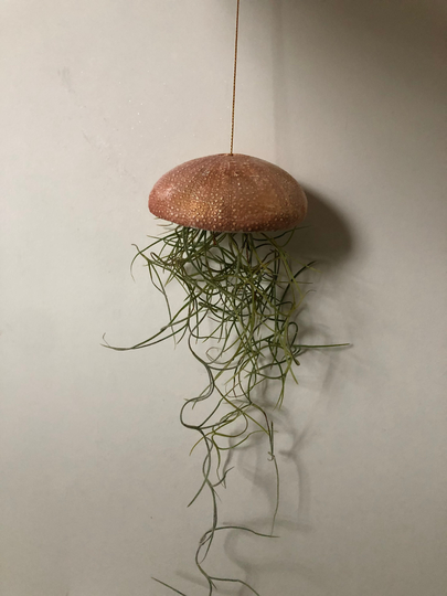 Tillisandias With Plant Holder, Jellyfish Planter 5.5Inch Hanging On 25cm Of Gold Thread Spanish Moss For Lover