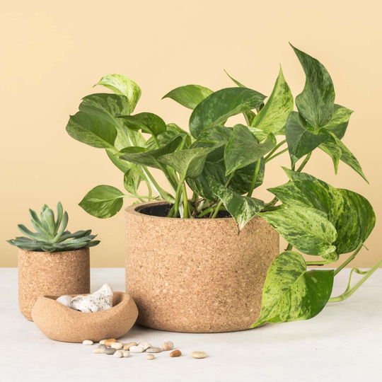 Aurora Large Cork Planter