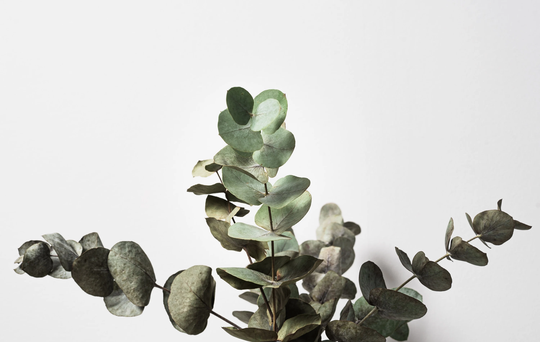 Home Decor Eucalyptus Seeds, Free Tracked Expedited Shipping