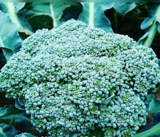 Waltham 29 Broccoli 100 Seeds | Non-Gmo Free Shipping
