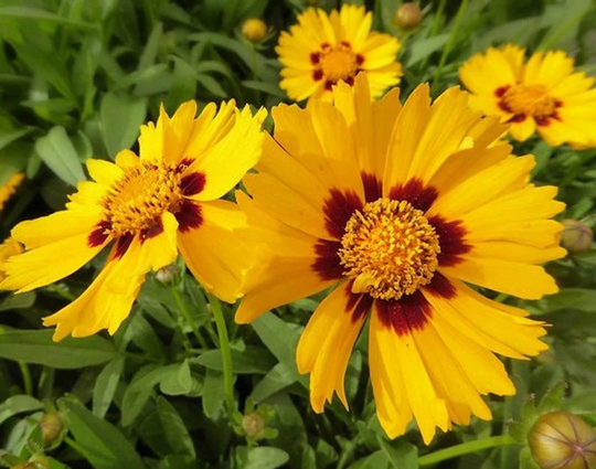 Usa Seller Plains Coreopsis 50 Seeds Heirloom