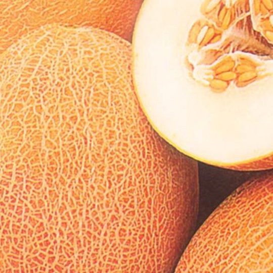 Melon Ineya Seeds Heirloom Non Gmo For Planting | 202785