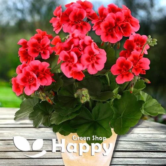 10 Seeds F2 Bicolor Red Geranium Colorama - Pelargonium Zonale Balcony Flower