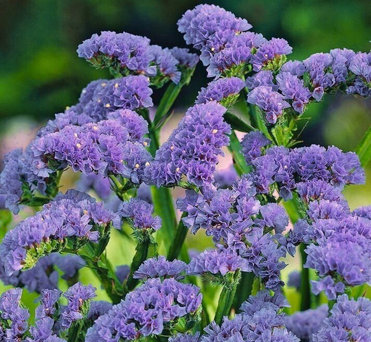 Wavyleaf Sea Lavender Seeds, Non Gmo, Fresh, Easy To Grow