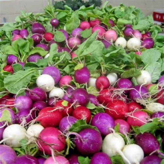 200 Radish Rainbow Seeds | Heirloom Organic Non Gmo