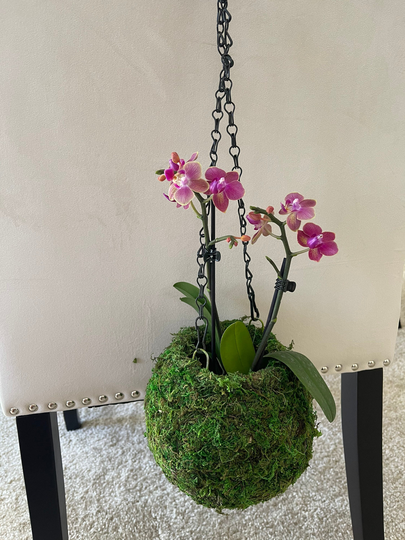 Large Hanging Moss Ball With Orchid