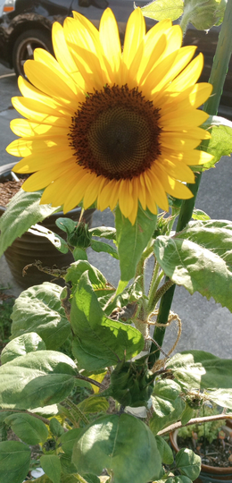 Sunshine State Seeds #22 The Mighty Micco Sunflower Open-Pollinated Hybrid Unique Florida Sunflower Seeds Golden Yellow Tall