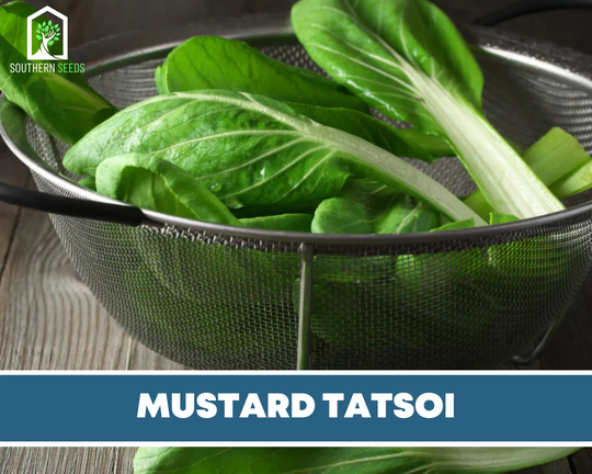 Mustard, Tatsoi | Asian Greens - Heirloom Seeds Non-Gmo | Brassica Rapa