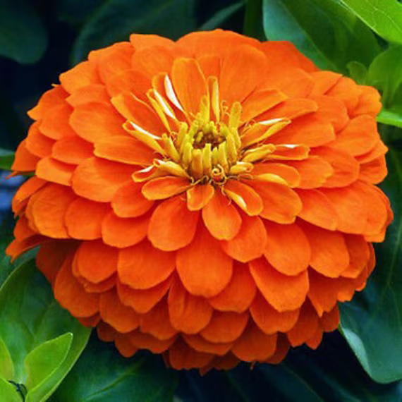 Zinnia Dahlia Orange - 260 Seeds Giant Zinnia Elegans