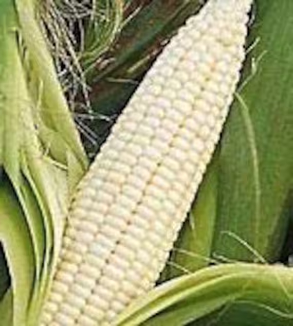 stowells Evergreen Sweet Corn Seed-1lb