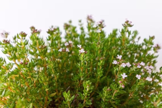 Thyme Seeds - Common 100 Seeds. Non Gmo, Organic, Heirloom Fresh Garden Herb. Ships Free. Usa Seller. Stock