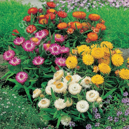 strawflower Dwarf Mix Seeds Annual Flowering Non Gmo For Planting | 204507