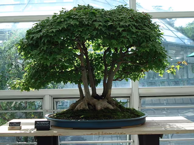 Trident Maple | Acer Buergerianum Seeds Approx. 25 Seeds, Good Bonsai Tree