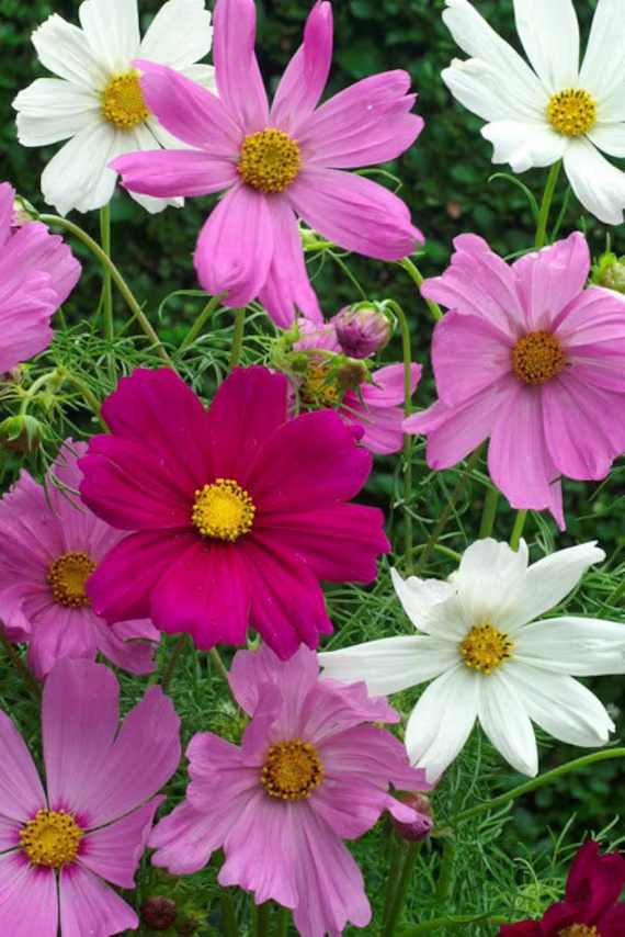 Cosmos Sensation Mix, Approx. 50 Seeds Easy To Grow