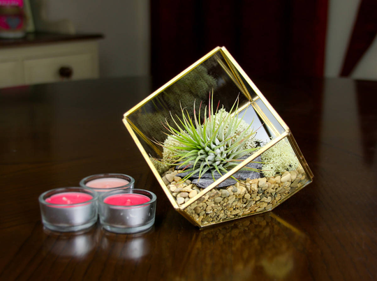 Gold Geometric Cube Terrarium Kit With Real Air Plant | Featuring A Living Tillandsia Plant, Preserved Moss & Decorative Stone Accents