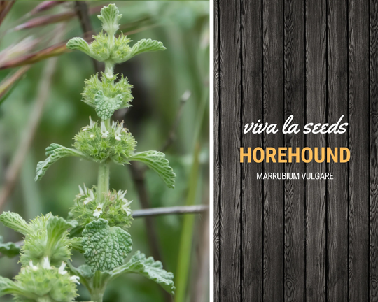 Horehound | 50 Seeds Medicinal & Culinary Herb Marrubium Vulgare