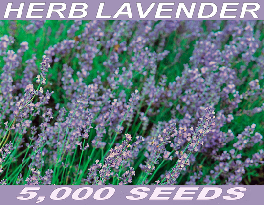 5, 000 English Lavender Vera Seeds Bulk Pack - Fresh Seed, Fragrant Flowers