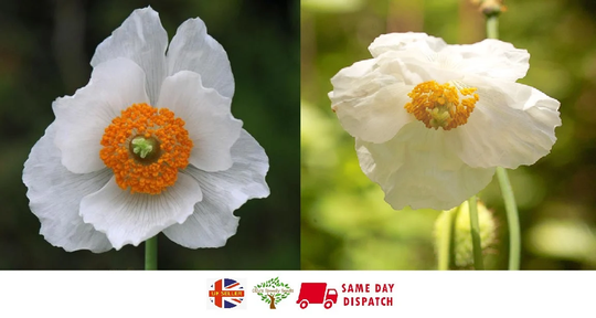 Meconopsis Baileyi Alba | White Himalayan Poppy 20+ Seeds Hardy Perennial Great Flower For Cold Zones Same Day Dispatch