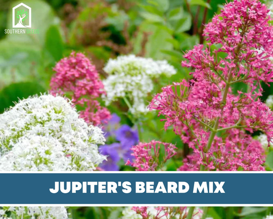 Jupiter's Beard, Mix | Red, White & Rose Colors - 50 Seeds Pollinator Friendly | Centranthus Ruber