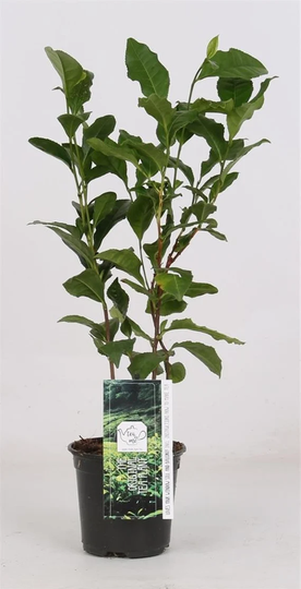 Camelia Sinensis Tea Plant 10.5cm Pot