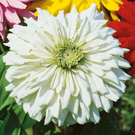 Zinnia "Cactus Snowman