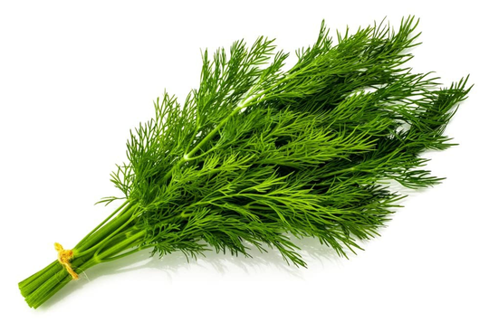 Herb Plants Dill In 9cm Pots