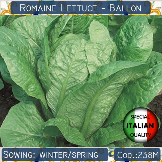 350+ Lettuce Ballon Seeds, Ball Romaine Italian Vegetable Non Gmo #238M