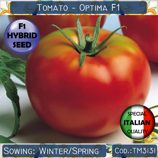 15 Tomato Optima F1 Seeds, Hybrid Vegetable Italian Rare Non Gmo #tm3131