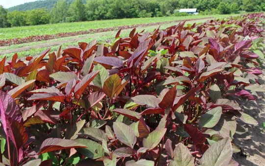 Asian, Bangladeshi Stem Amaranth Seeds - Amaranthus Dugi, Denga, Data Shak, Cholai 5G Approx | UK Seller