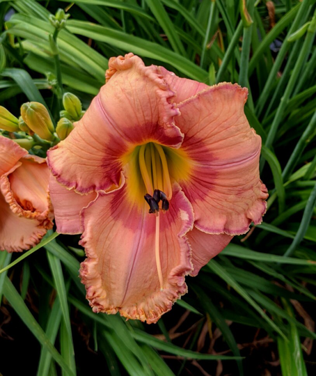 Daylily Plant - S-015.91