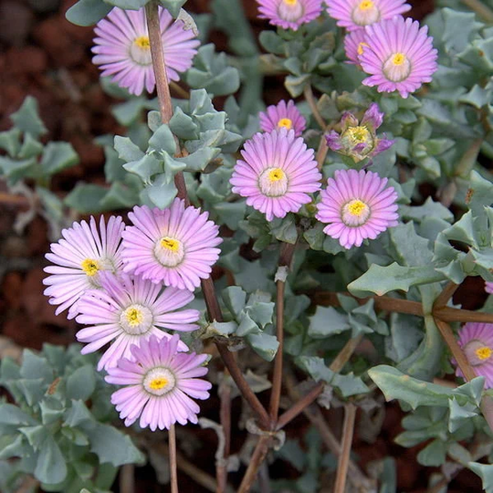 Oscularia Deltoides Fresh Seed Lampranthus Masses Pink Flowers Lithops Succulent Cacti Houseplant Drought Tolerant Perennial Pollinators