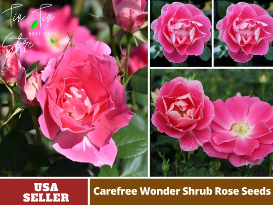 30 Rare Seeds-Pink Carefree Wonder Rose Seeds-Perennial -Authentic Seeds-Flowers -Organic. Non Gmo-Mix Seeds For Plant-B3G1#1114