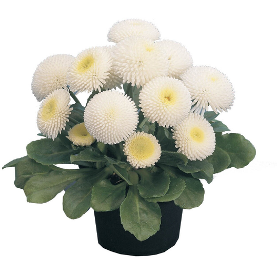 Bellis Seeds Tasso White 25 English Daisy Flower Pelleted