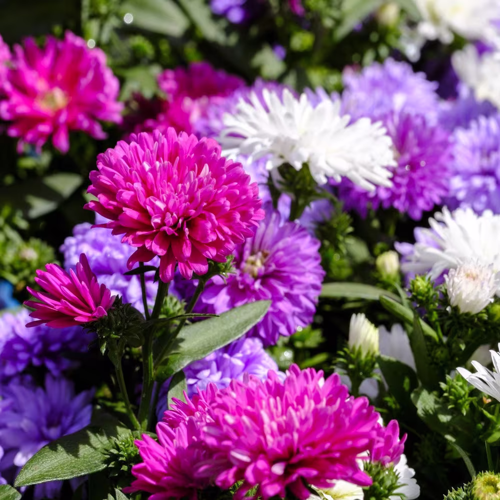 Aster Powderpuff Mix Flower Seeds - Open-Pollinated For Seed Saving Non-Hybrid & Non-Gmo Heirloom Canada