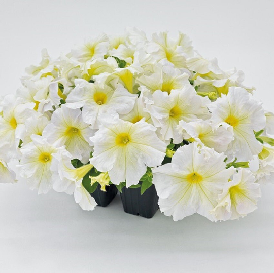 Petunia Seeds Success 360 Light Yellow 250 Thru 1, 000 Pelleted