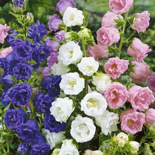 Perennial Flower Seeds Campanula Medium Double | Packing 0, 2 G; Color Mix, Bells Terry, Seeds, Flowers