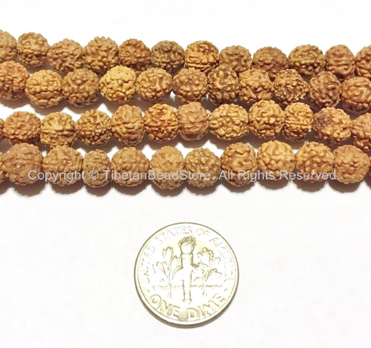 50 Beads 6mm Natural Rudraksha Seed Beads - Nepalese Tibetan Mala Supplies Tibetanbeadstore Lpb65S-50