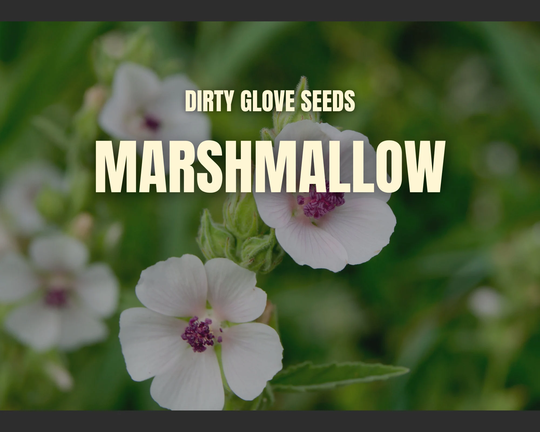 Marshmallow 50+ Seeds Medicinal & Culinary Herb Non-Gmo | Althaea Officinalis