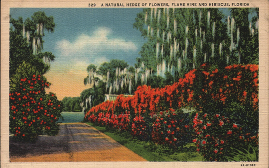 Vintage Linen Postcard A Natural Hedge Of Flowers, Flame Vine & Hibiscus Florida 1934