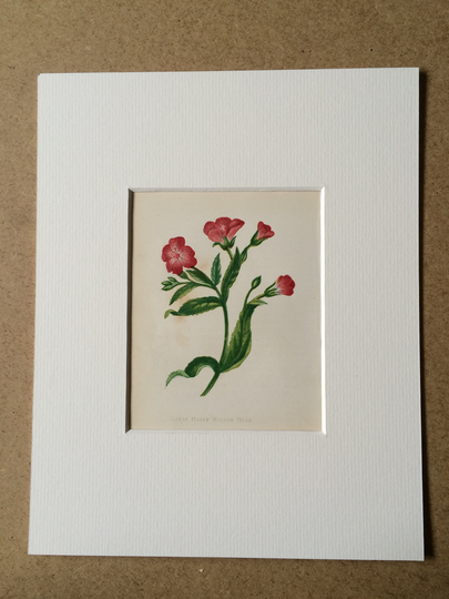 1852 Original Antique Hand-Coloured Anne Pratt Botanical Illustration - Great Hairy Willow Herb Flower Botany Available Framed