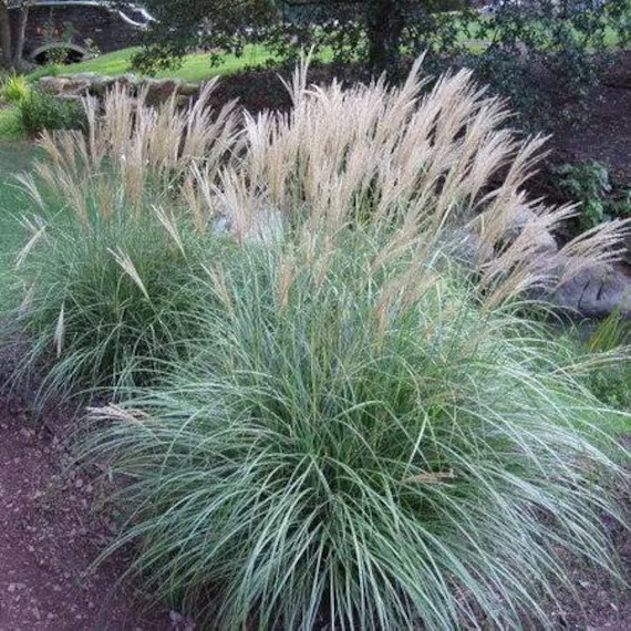 Pnw Ornamental Maiden Grass | 10 Seeds, Low Maintenance Grass Usps Tracking