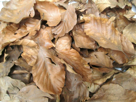 Large Quantity 100L Organic Dried Autumn Beech Leaves Leaf Shop Window Displays Fashion Photo Shoot